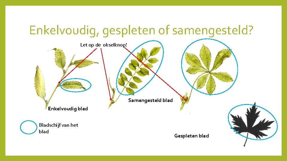 Enkelvoudig, gespleten of samengesteld? Let op de okselknop! Samengesteld blad Enkelvoudig blad Bladschijf van