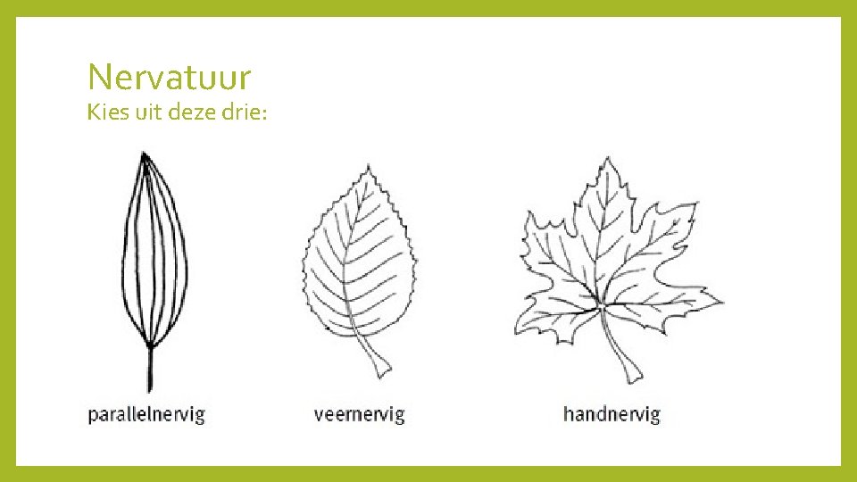 Nervatuur Kies uit deze drie: 