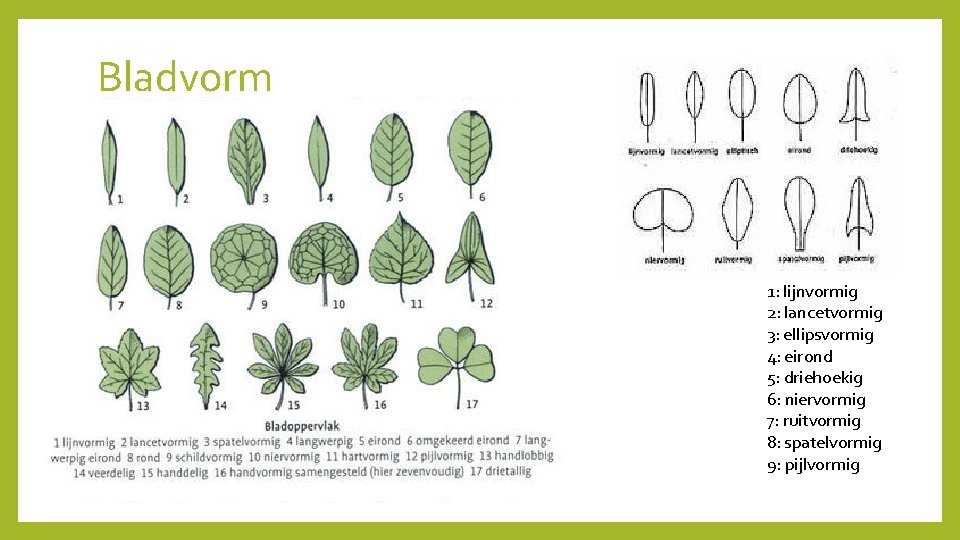 Bladvorm 1: lijnvormig 2: lancetvormig 3: ellipsvormig 4: eirond 5: driehoekig 6: niervormig 7: