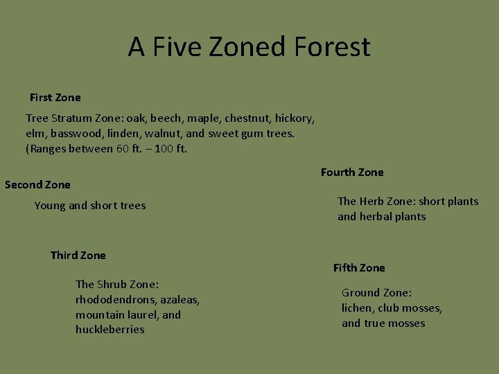 A Five Zoned Forest First Zone Tree Stratum Zone: oak, beech, maple, chestnut, hickory,