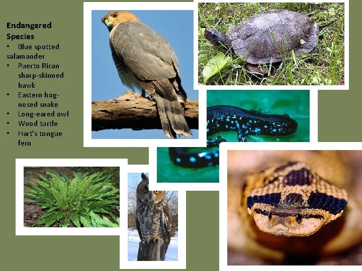Endangered Species • Blue spotted salamander • Puerto Rican sharp-skinned hawk • Eastern hognosed