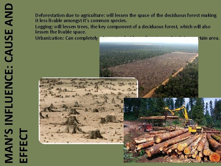 MAN’S INFLUENCE: CAUSE AND EFFECT Deforestation due to agriculture: will lessen the space of