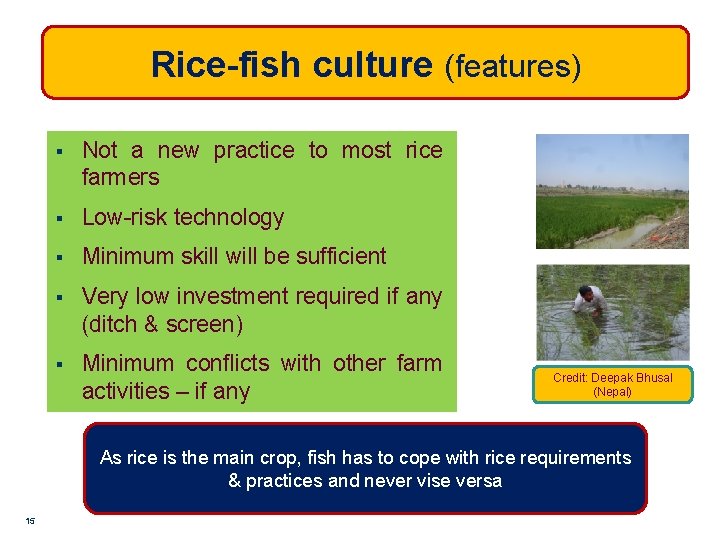 Rice-fish culture (features) § Not a new practice to most rice farmers § Low-risk