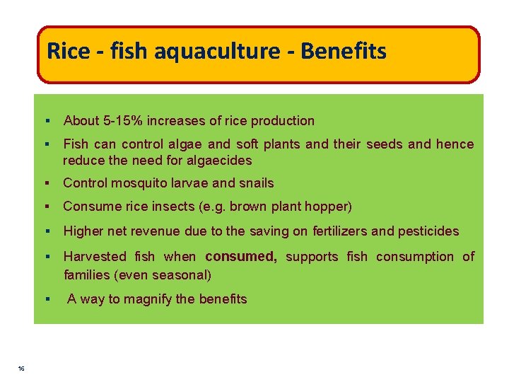 Rice - fish aquaculture - Benefits 16 § About 5 -15% increases of rice