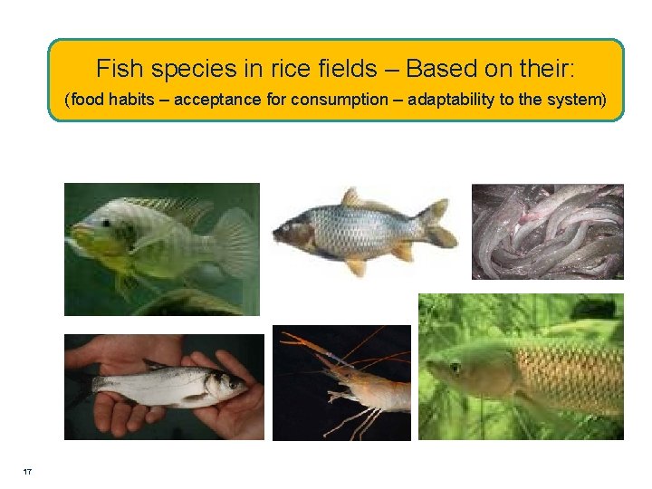 Fish species in rice fields – Based on their: (food habits – acceptance for