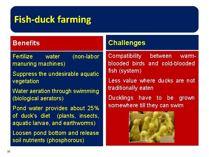 Fish-duck farming Challenges Benefits Fertilize water manuring machines) (non-labor Suppress the undesirable aquatic vegetation