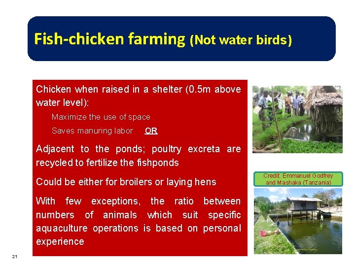 Fish-chicken farming (Not water birds) Chicken when raised in a shelter (0. 5 m