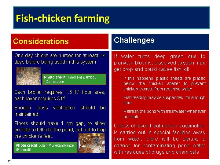 Fish-chicken farming Considerations Challenges One-day chicks are nursed for at least 14 days before