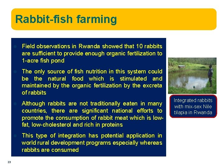Rabbit-fish farming 23 l Field observations in Rwanda showed that 10 rabbits are sufficient