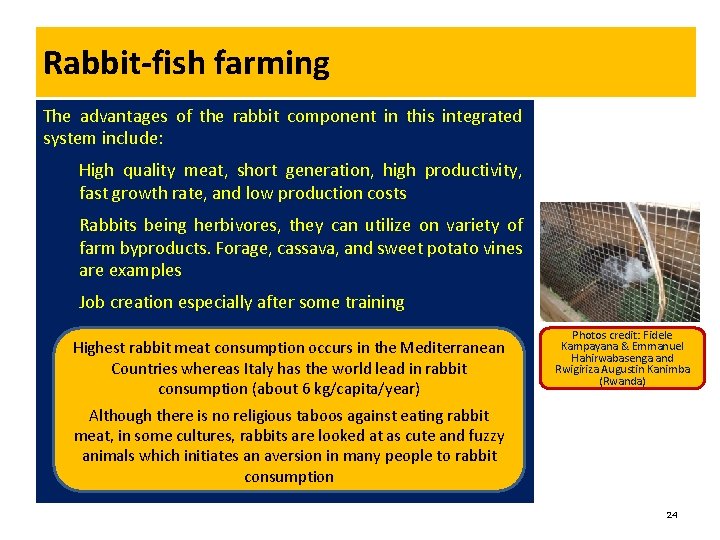 Rabbit-fish farming The advantages of the rabbit component in this integrated system include: High