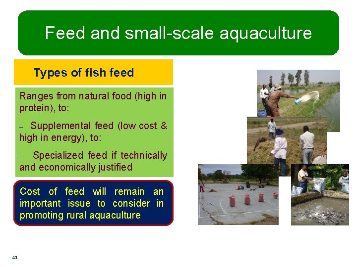 Feed and small-scale aquaculture Types of fish feed Ranges from natural food (high in