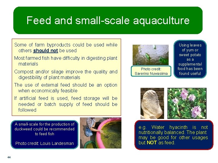 Feed and small-scale aquaculture Some of farm byproducts could be used while others should