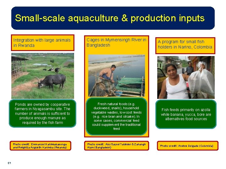 Small-scale aquaculture & production inputs Integration with large animals in Rwanda Cages in Mymensingh