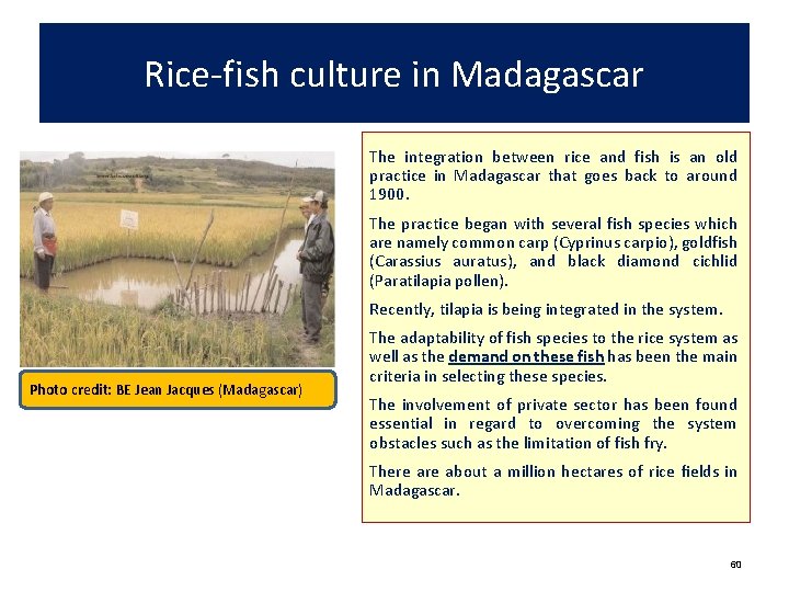 Rice-fish culture in Madagascar The integration between rice and fish is an old practice