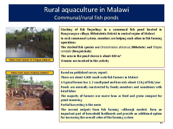 Rural aquaculture in Malawi Communal/rural fish ponds Photo credit: Carolyn M. Chinguo (Malawi) Photo