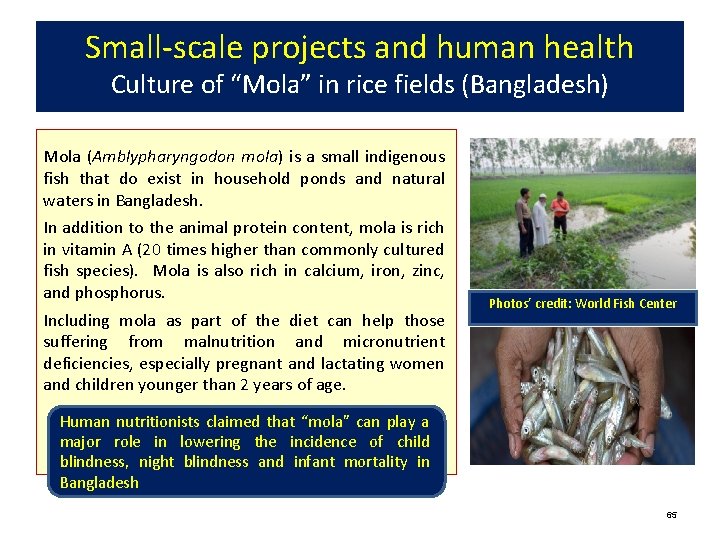 Small-scale projects and human health Culture of “Mola” in rice fields (Bangladesh) Mola (Amblypharyngodon