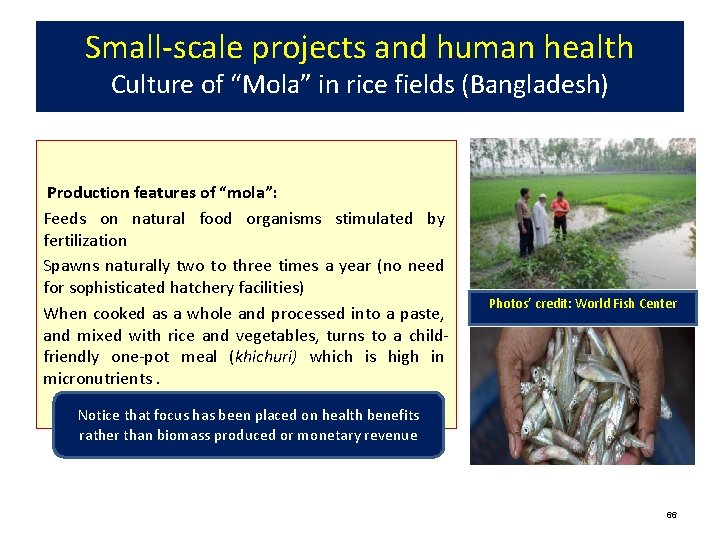 Small-scale projects and human health Culture of “Mola” in rice fields (Bangladesh) Production features