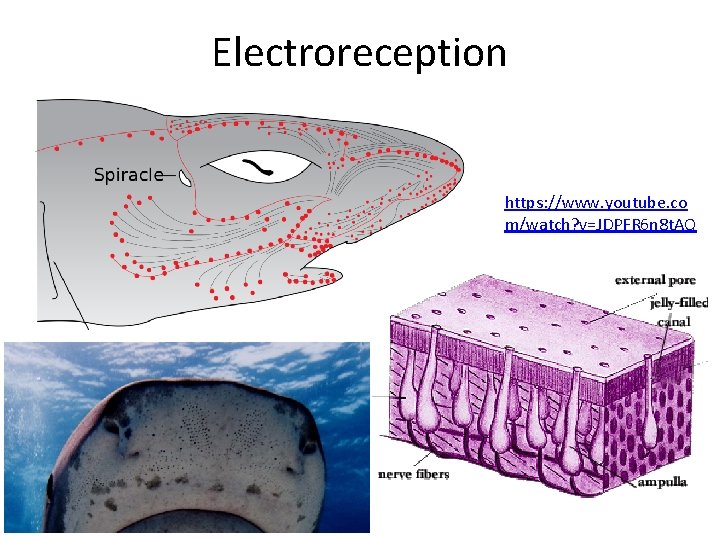 Electroreception https: //www. youtube. co m/watch? v=JDPFR 6 n 8 t. AQ 