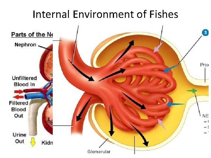 Internal Environment of Fishes 