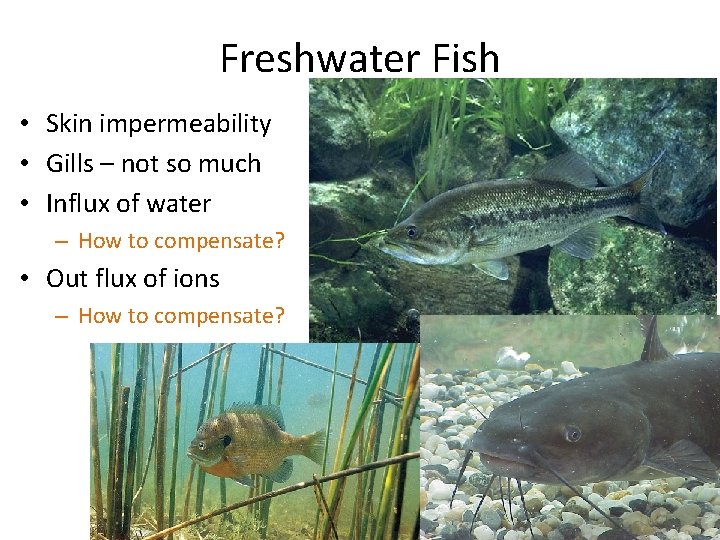 Exchange of Water and Ions Freshwater Fish • Skin impermeability • Gills – not