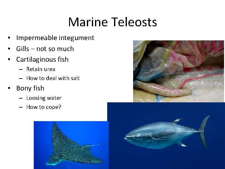 Exchange of Water and Ions Marine Teleosts • Impermeable integument • Gills – not