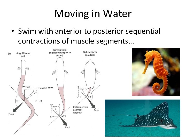 Moving in Water • Swim with anterior to posterior sequential contractions of muscle segments…