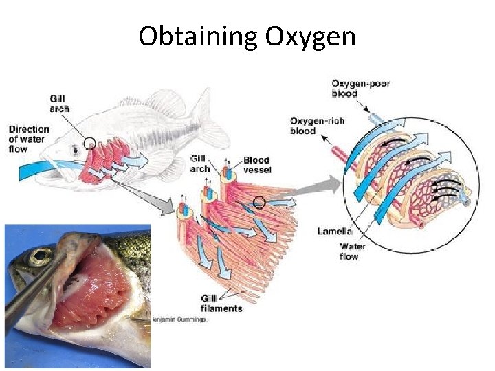 Obtaining Oxygen www. arkive. org 