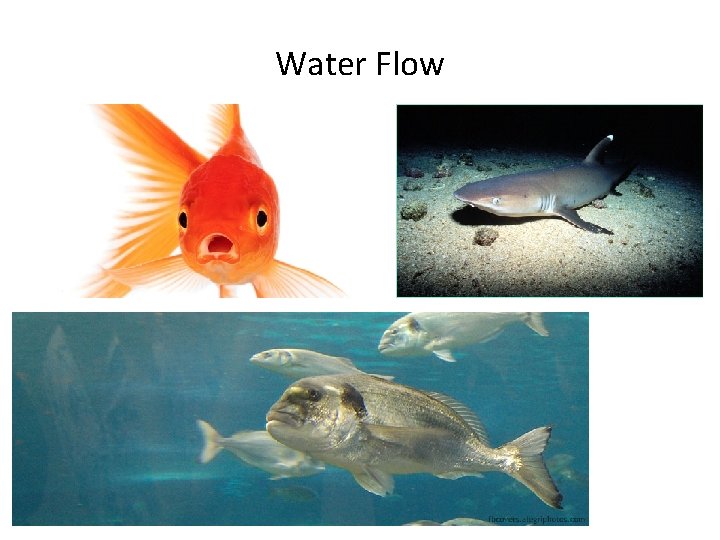 Obtaining Oxygen in Water Flow 