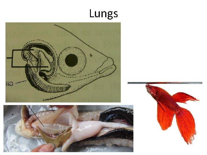 Lungs 