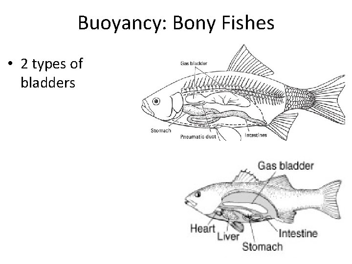Buoyancy: Bony Fishes • 2 types of bladders 