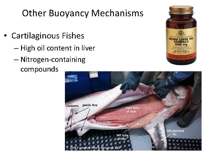 Buoyancy Other Buoyancy Mechanisms • Cartilaginous Fishes – High oil content in liver –