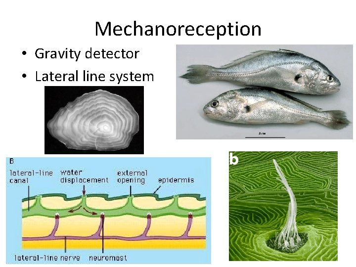 Mechanoreception • Gravity detector • Lateral line system 