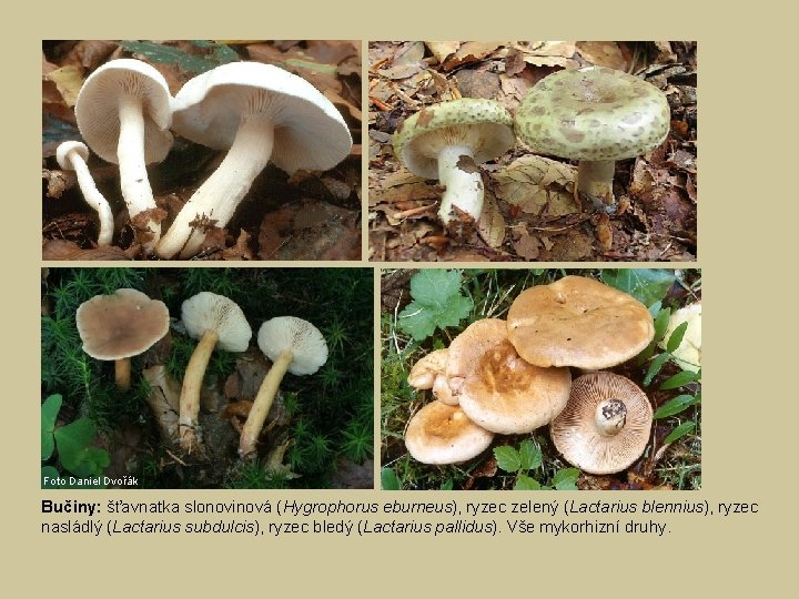 Foto Daniel Dvořák Bučiny: šťavnatka slonovinová (Hygrophorus eburneus), ryzec zelený (Lactarius blennius), ryzec nasládlý