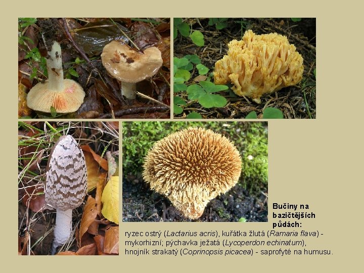 Bučiny na bazičtějších půdách: ryzec ostrý (Lactarius acris), kuřátka žlutá (Ramaria flava) - mykorhizní;