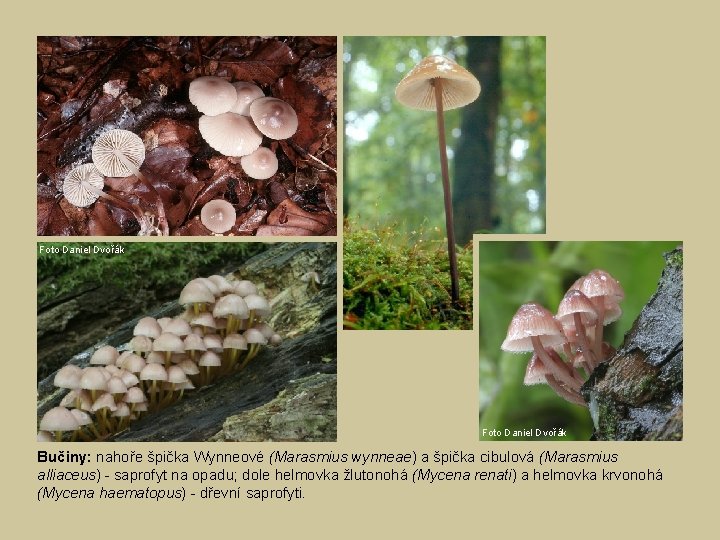 Foto Daniel Dvořák Bučiny: nahoře špička Wynneové (Marasmius wynneae) a špička cibulová (Marasmius alliaceus)