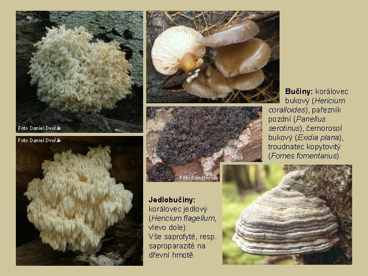 Bučiny: korálovec bukový (Hericium coralloides), pařezník pozdní (Panellus serotinus), černorosol bukový (Exidia plana), troudnatec