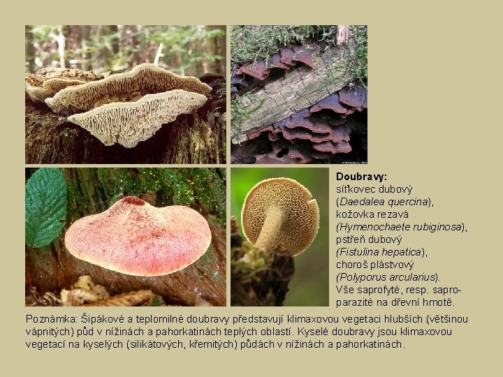 Doubravy: síťkovec dubový (Daedalea quercina), kožovka rezavá (Hymenochaete rubiginosa), pstřeň dubový (Fistulina hepatica), choroš
