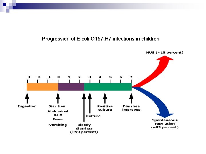 Progression of E coli O 157: H 7 infections in children 