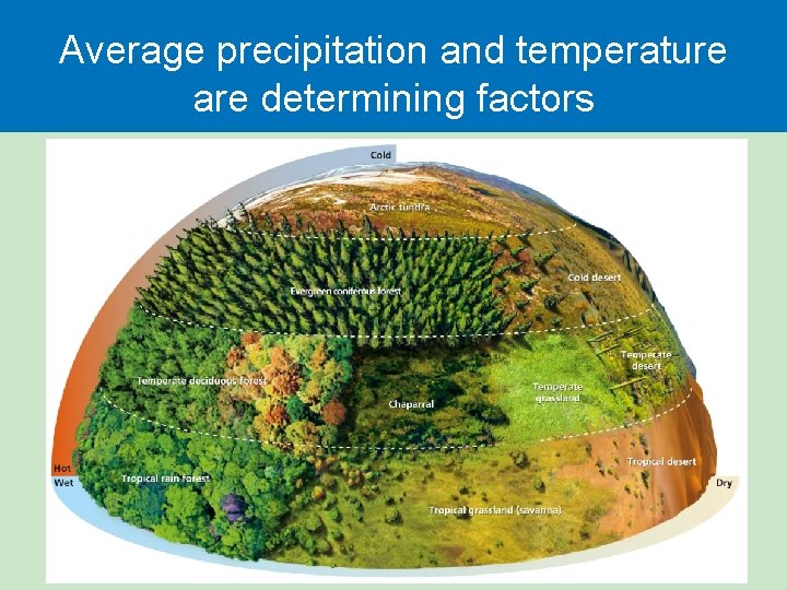 Average precipitation and temperature are determining factors  Average precipitation and temperature are determining factors