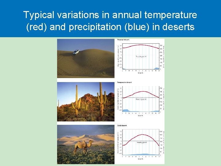 Typical variations in annual temperature (red) and precipitation (blue) in deserts 