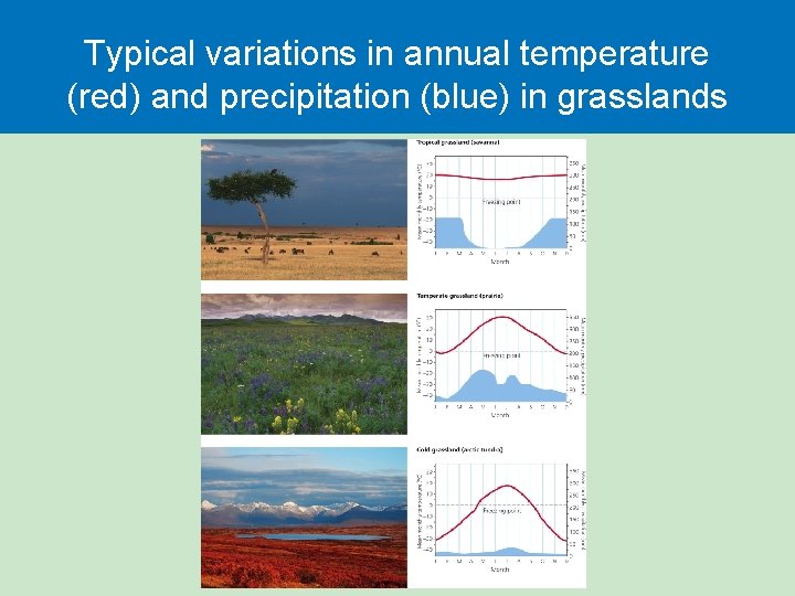 Typical variations in annual temperature (red) and precipitation (blue) in grasslands 