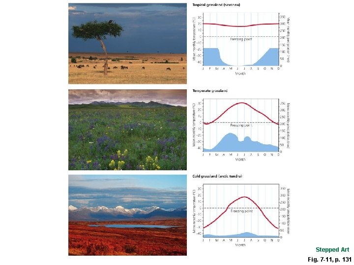 Stepped Art Fig. 7 -11, p. 131  Stepped Art Fig. 7 -11, p. 131