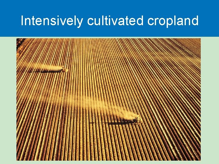Intensively cultivated cropland 