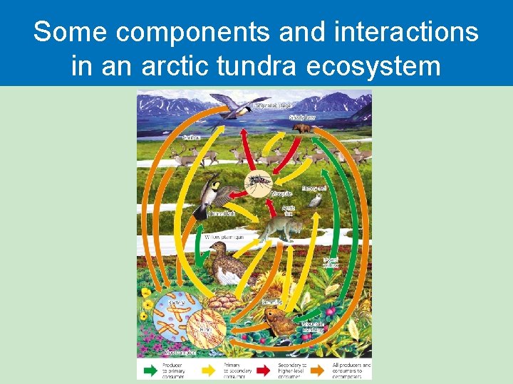 Some components and interactions in an arctic tundra ecosystem 