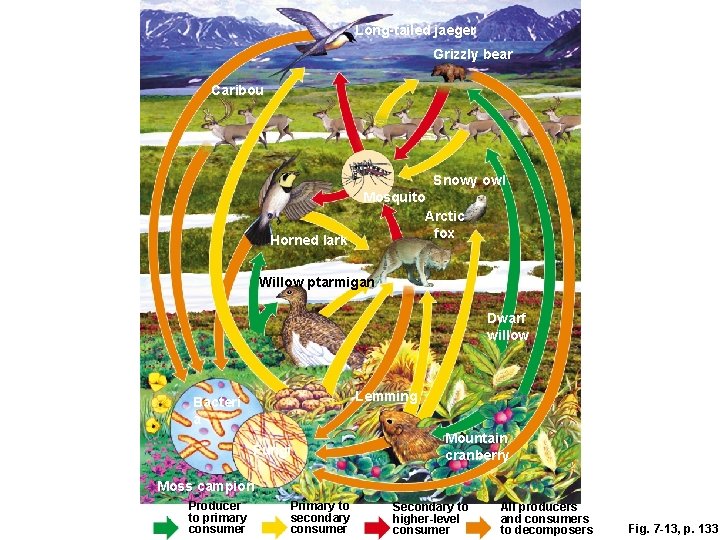 Long-tailed jaeger Grizzly bear Caribou Snowy owl Horned lark Mosquito Arctic fox Willow ptarmigan