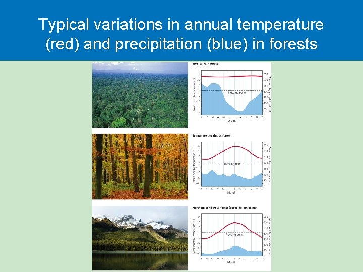 Typical variations in annual temperature (red) and precipitation (blue) in forests 