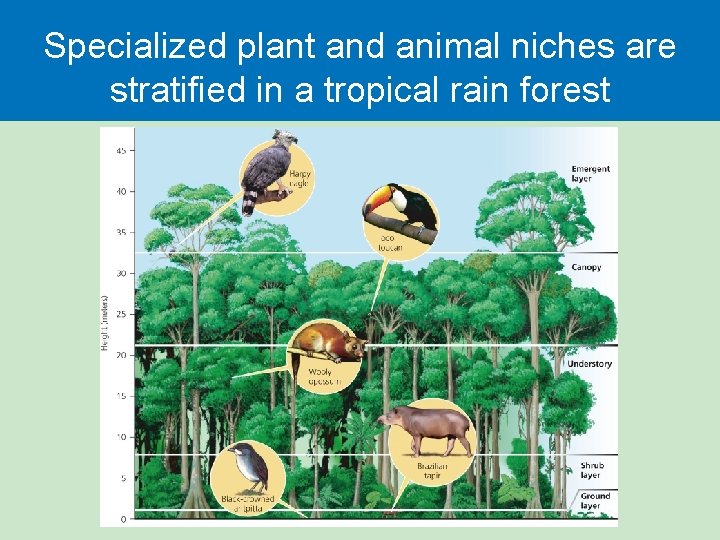 Specialized plant and animal niches are stratified in a tropical rain forest  Specialized plant and animal niches are stratified in a tropical rain forest