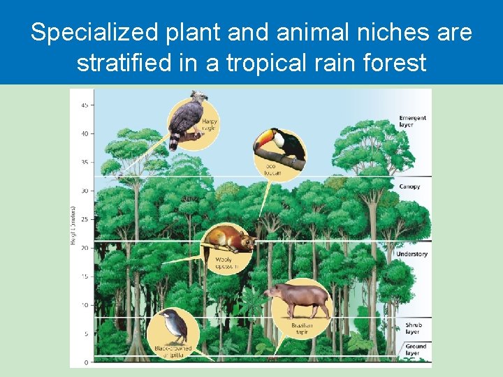 Specialized plant and animal niches are stratified in a tropical rain forest 