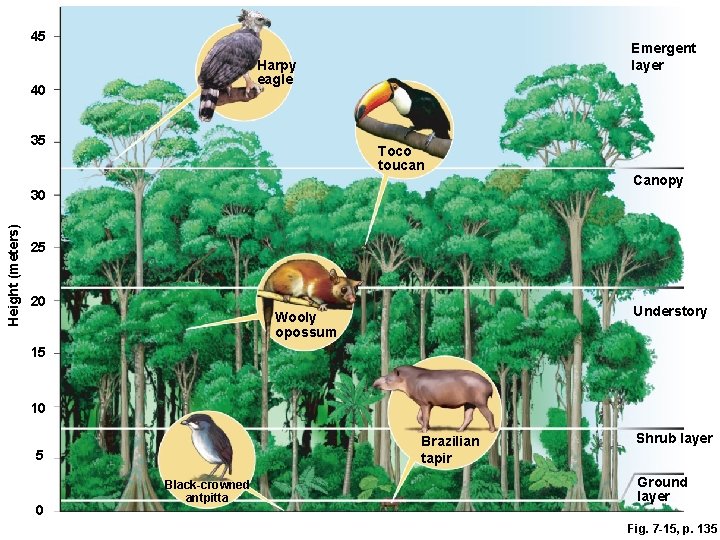 45 Emergent layer Harpy eagle 40 35 Toco toucan Height (meters) 30 Canopy 25