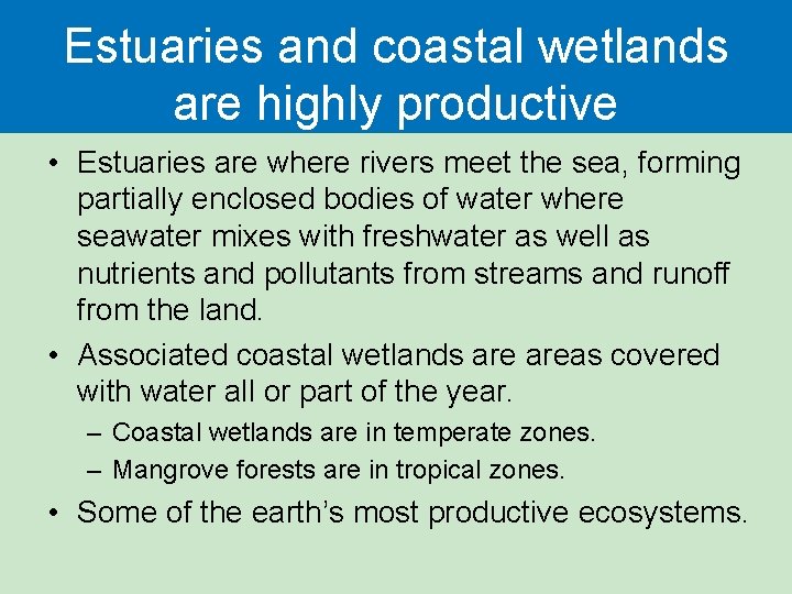 Estuaries and coastal wetlands are highly productive • Estuaries are where rivers meet the